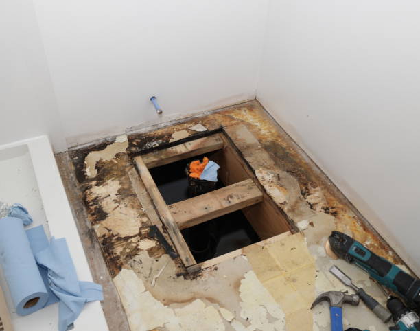 Best Emergency Mold Remediation in Kingsley, MI